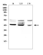 TSPAN12 Antibody in Western Blot (WB)