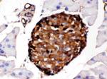 Transthyretin Antibody in Immunohistochemistry (Paraffin) (IHC (P))