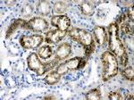 Transthyretin Antibody in Immunohistochemistry (Paraffin) (IHC (P))