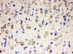 ULK3 Antibody in Immunohistochemistry (Paraffin) (IHC (P))