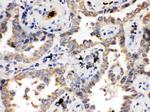 ULK3 Antibody in Immunohistochemistry (Paraffin) (IHC (P))