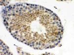 UPF3B Antibody in Immunohistochemistry (Paraffin) (IHC (P))