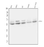 UPF3B Antibody in Western Blot (WB)