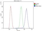 VASP Antibody in Flow Cytometry (Flow)