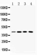 VASP Antibody in Western Blot (WB)