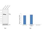 Vinculin Antibody in Western Blot (WB)