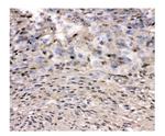 VCP Antibody in Immunohistochemistry (Paraffin) (IHC (P))