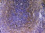 VEGFB Antibody in Immunohistochemistry (Paraffin) (IHC (P))