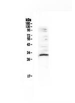 VEGFB Antibody in Western Blot (WB)