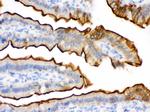 Villin Antibody in Immunohistochemistry (Paraffin) (IHC (P))