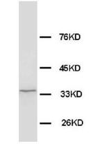 MORG1 Antibody in Western Blot (WB)