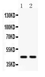 WNT3 Antibody in Western Blot (WB)