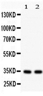 XAF1 Antibody in Western Blot (WB)