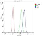 XDH Antibody in Flow Cytometry (Flow)