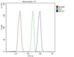 XRCC1 Antibody in Flow Cytometry (Flow)