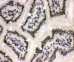 XRCC1 Antibody in Immunohistochemistry (Frozen) (IHC (F))