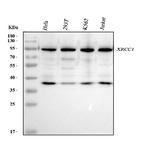 XRCC1 Antibody in Western Blot (WB)