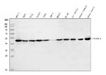 YBX1 Antibody in Western Blot (WB)