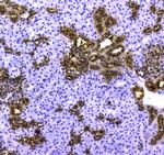 14-3-3 zeta Antibody in Immunohistochemistry (Paraffin) (IHC (P))