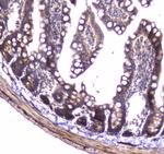 14-3-3 zeta Antibody in Immunohistochemistry (Paraffin) (IHC (P))