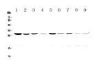 14-3-3 zeta Antibody in Western Blot (WB)