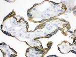 ZP2 Antibody in Immunohistochemistry (Frozen) (IHC (F))