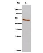 AARSD1 Antibody in Immunoprecipitation (IP)