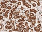 c-Abl Antibody in Immunohistochemistry (Paraffin) (IHC (P))