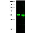 ACBD6 Antibody in Western Blot (WB)