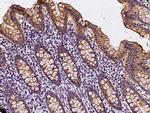 ACBD7 Antibody in Immunohistochemistry (Paraffin) (IHC (P))