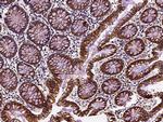 ACBD7 Antibody in Immunohistochemistry (Paraffin) (IHC (P))