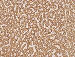 THEM2 Antibody in Immunohistochemistry (Paraffin) (IHC (P))