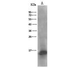 THEM2 Antibody in Western Blot (WB)