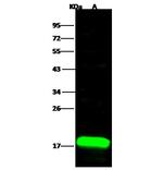 Acid Phosphatase 1 Antibody in Western Blot (WB)