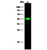 Adenosine Deaminase Antibody in Western Blot (WB)