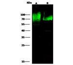 CD97 Antibody in Western Blot (WB)