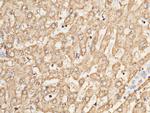 Adenylate Kinase 2 Antibody in Immunohistochemistry (Paraffin) (IHC (P))