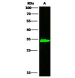 Adenylate Kinase 2 Antibody in Western Blot (WB)