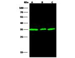 Annexin V Antibody in Western Blot (WB)