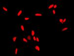 APE1 Antibody in Immunocytochemistry (ICC/IF)