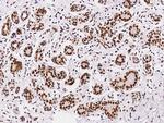 APE1 Antibody in Immunohistochemistry (Paraffin) (IHC (P))