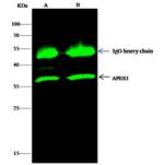 APE1 Antibody in Immunoprecipitation (IP)