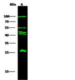 ApoA1 Antibody in Western Blot (WB)