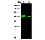 Arginase 1 Antibody in Western Blot (WB)