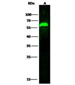 Arylsulfatase A Antibody in Western Blot (WB)