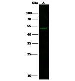 ATG12 Antibody in Western Blot (WB)