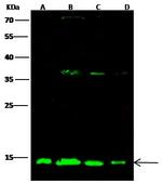 ATP5D Antibody in Western Blot (WB)