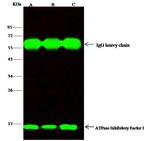 ATPIF1 Antibody in Immunoprecipitation (IP)