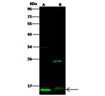 ATPIF1 Antibody in Western Blot (WB)