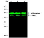 ATXN7L3 Antibody in Immunoprecipitation (IP)